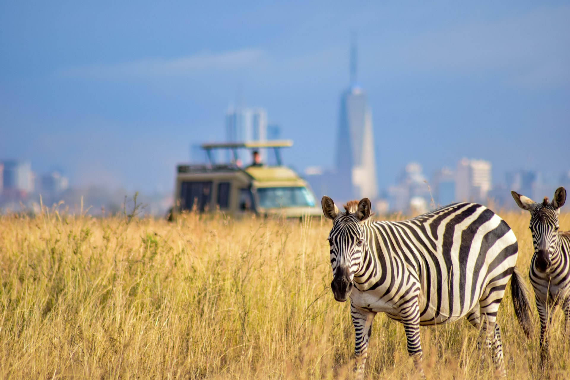 a couple of zebra standing on top of a dry grass field